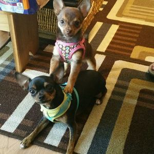 Meet your Posher, Connie